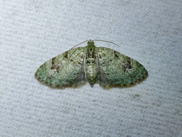 Chloroclystis v-ata - zöldes törpearaszoló