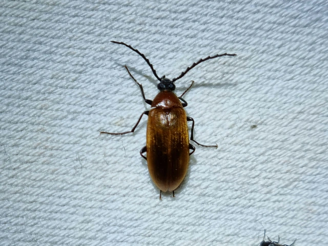 Pseudocistela ceramboides - narancssárga alkonybogár