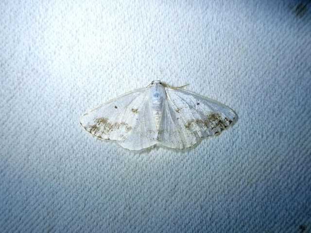 Lomographa temerata - foltos fehéraraszoló