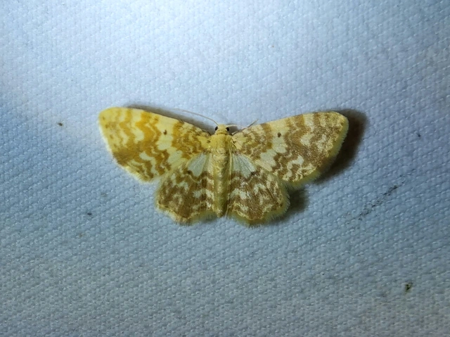 Hydrelia flammeolaria - narancssárga araszoló