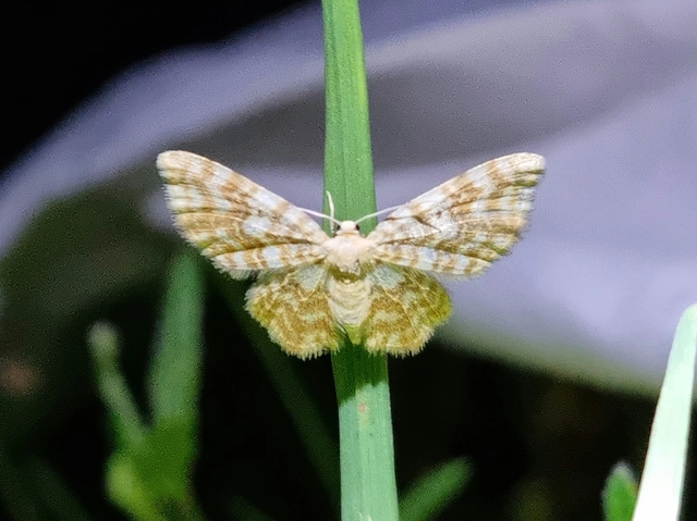 Hydrelia flammeolaria - narancssárga araszoló