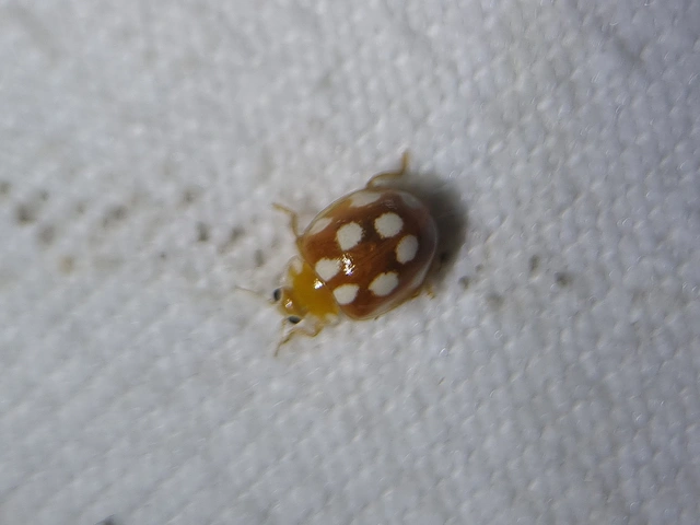 Vibidia duodecimguttata - tizenkétcseppes füsskata