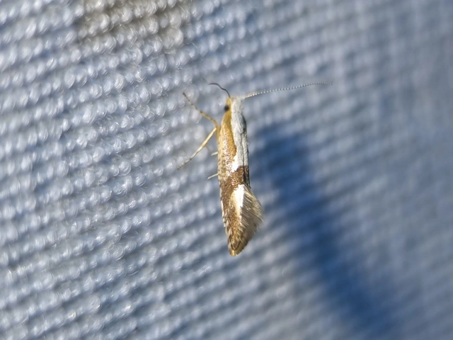 Argyresthia