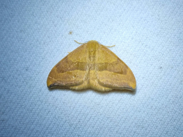 Watsonalla cultraria - bükkfa-sarlósszövő
