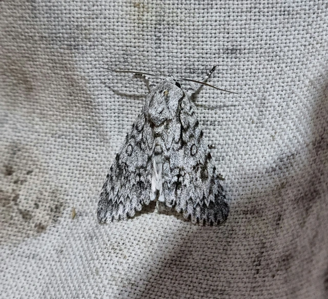 Acronicta aceris - vadgesztenye-szigonyosbagoly