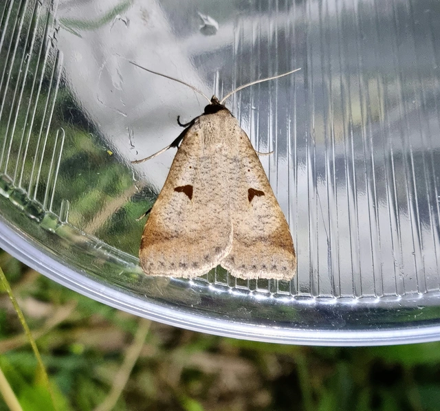 Lygephila lusoria - nagy csüdfűbagoly