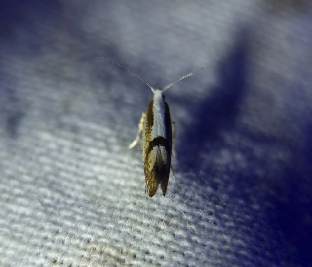 Argyresthia
