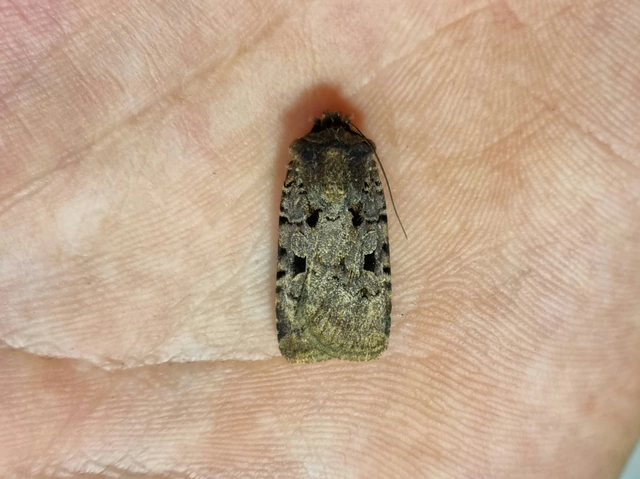 Chersotis rectangula - barna földibagoly