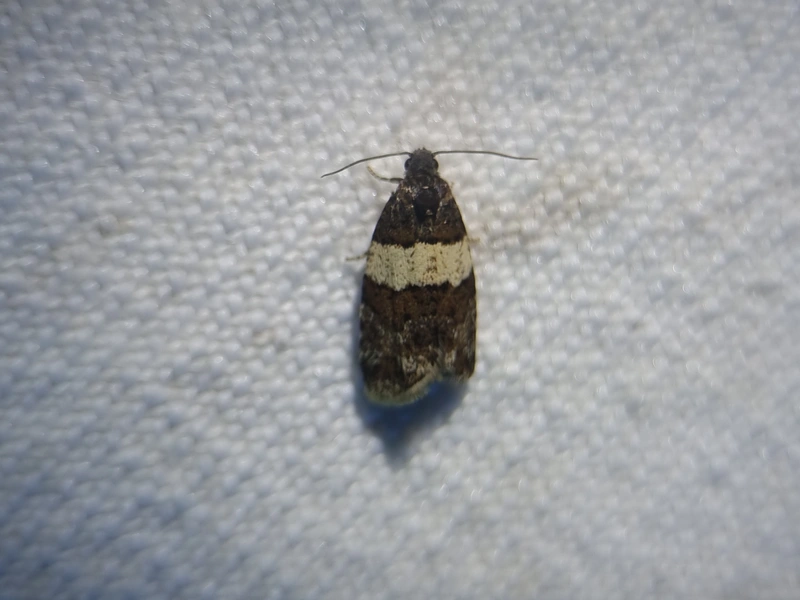 Isotrias hybridana - cifra sodrómoly