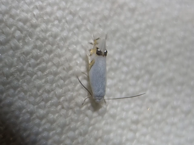 Leucoptera