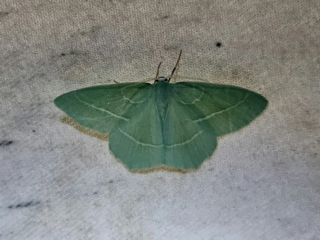 Hemistola chrysoprasaria - kékes zöldaraszoló