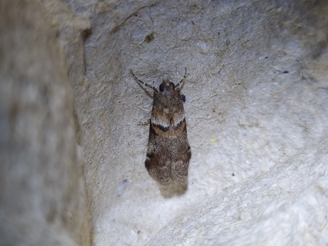 Acrobasis
