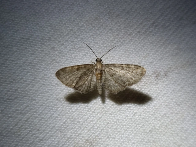 Eupithecia haworthiata - rozsdástestű törpearaszoló