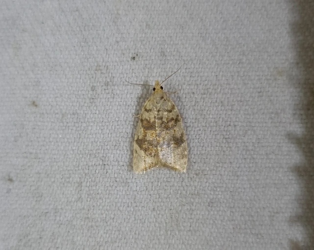 Aleimma loeflingiana - tölgylevél-sodrómoly Aleimma loeflingiana - tölgylevél-sodrómoly