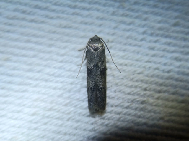 Blastobasis