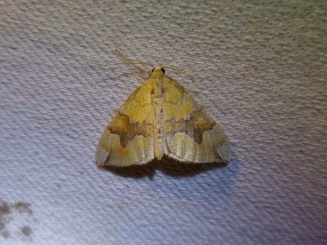 Cidaria fulvata - rózsaaraszoló
