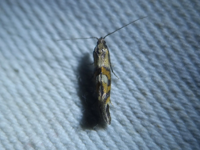 Epermenia pontificella - tarka íveltmoly