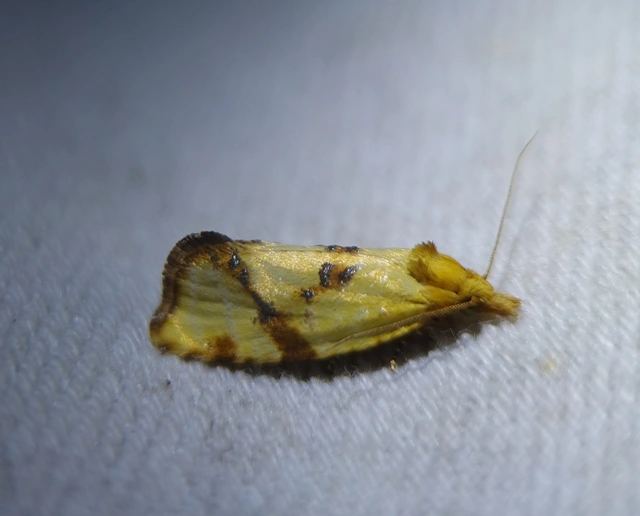 Agapeta hamana - közönséges sárgamoly