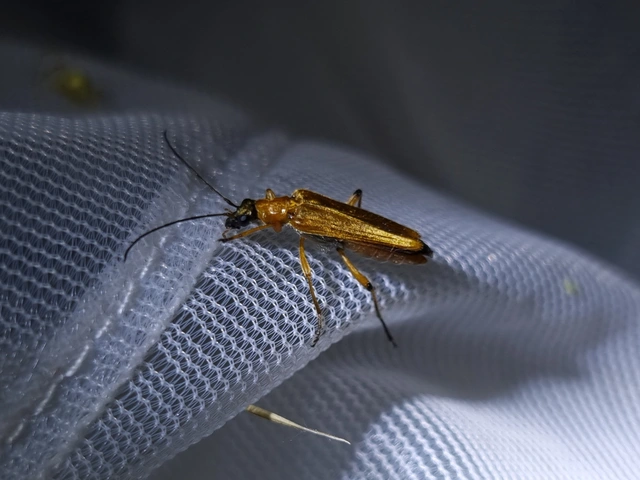 Oedemera podagrariae - székfű-álcincér