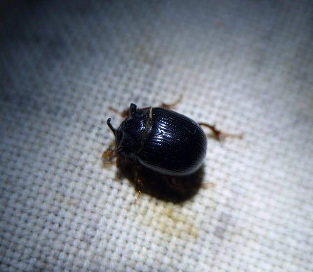 Odonteus armiger - mozgószarvú álganéjtúró