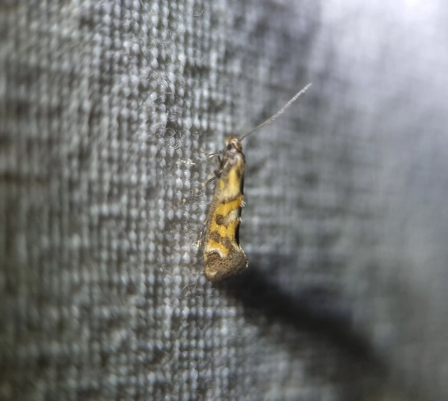 Epermenia pontificella - tarka íveltmoly
