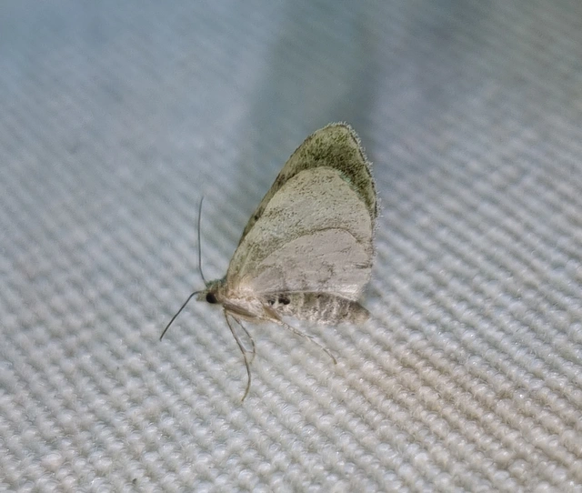 Chloroclystis v-ata - zöldes törpearaszoló