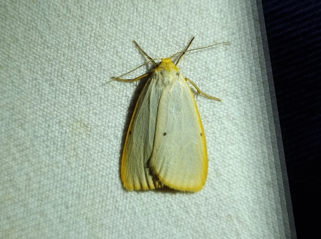 Cybosia mesomella - csontszínű molyszövő