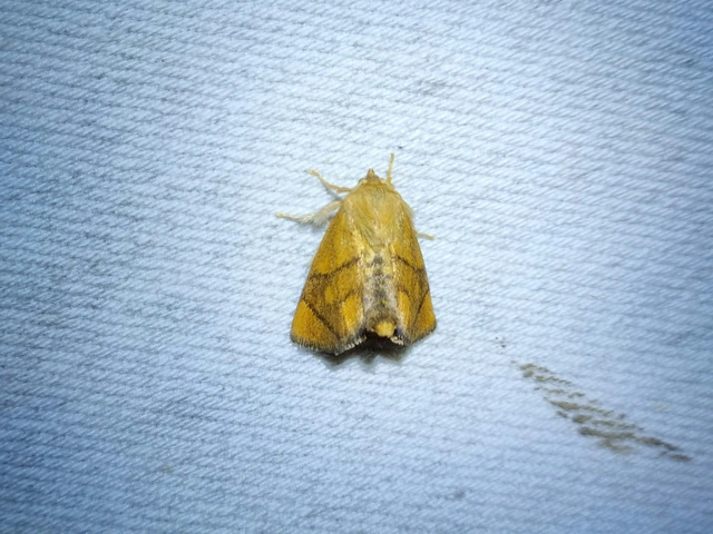 Apoda limacodes - kagylólepke