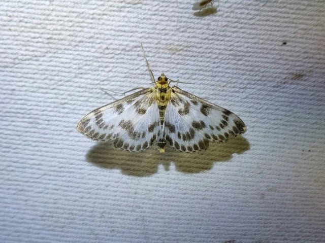 Anania hortulata - tarka csalánmoly