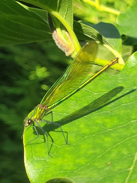 Calopteryx splendens - sávos szitakötő