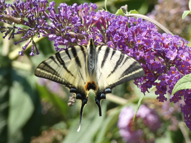 Iphiclides podalirius - kardoslepke