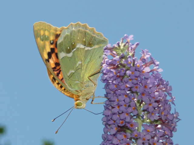 Argynnis pandora - zöldes gyöngyházlepke