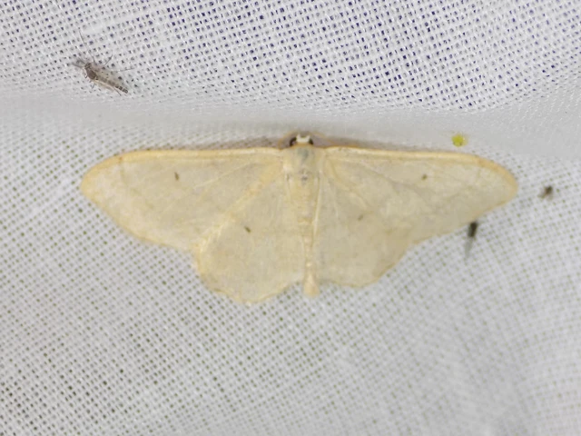 Idaea straminata - szalmasárga sávosaraszoló
