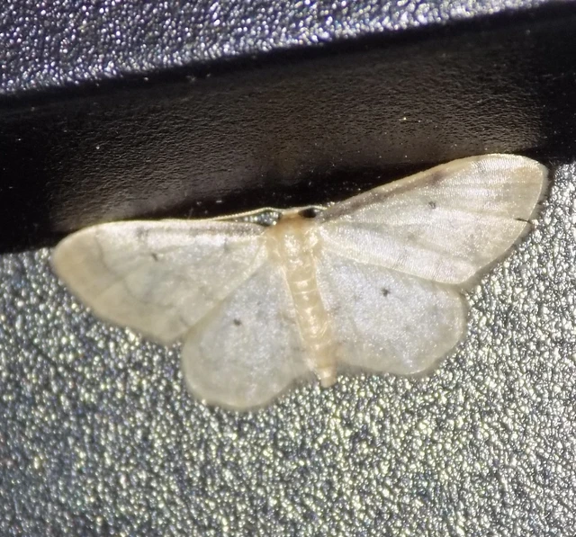 Idaea politaria - vonalas apróaraszoló
