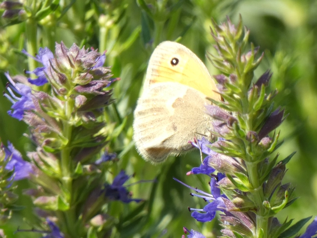 Coenonympha pamphilus - kis szénalepke