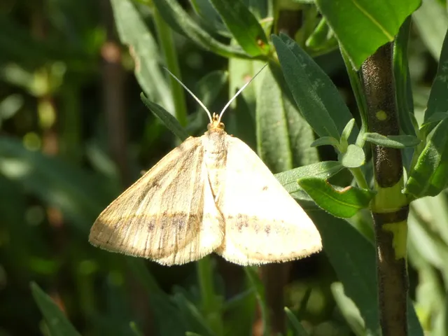 Tephrina arenacearia - lucerna-araszoló