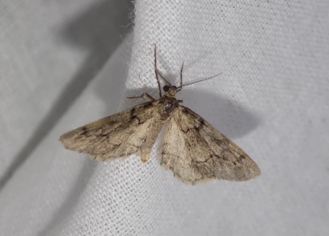 Tephronia sepiaria/Eumannia lepraria