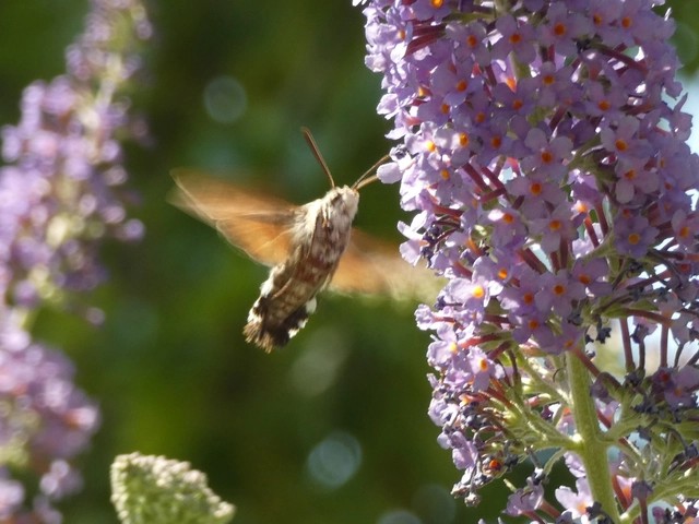 Macroglossum stellatarum - kacsafarkú szender