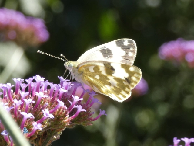 Pontia edusa - rezedalepke