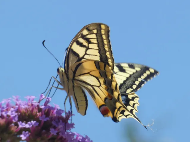 Papilio machaon - fecskefarkú lepke