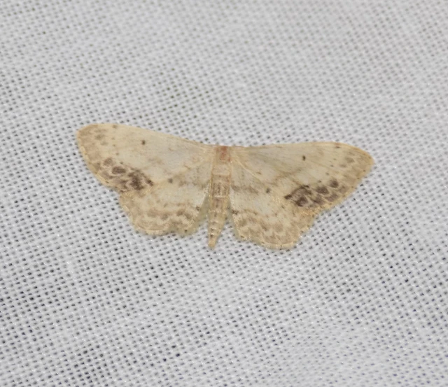 Idaea dimidiata - gyakori apróaraszoló