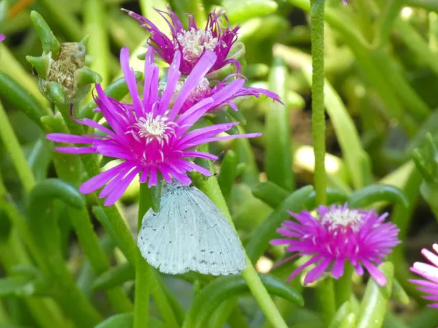 Celastrina argiolus - bengeboglárka