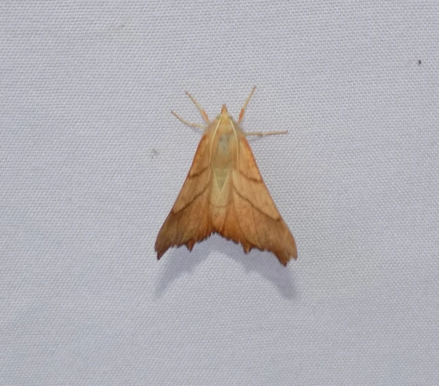 Ennomos fuscantaria - kőris-levélaraszoló