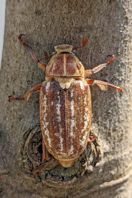 Anoxia orientalis - keleti cserebogár
