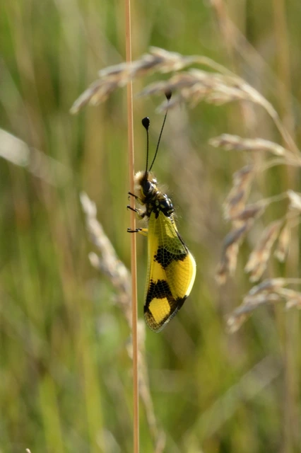Libelloides macaronius - keleti rablópille