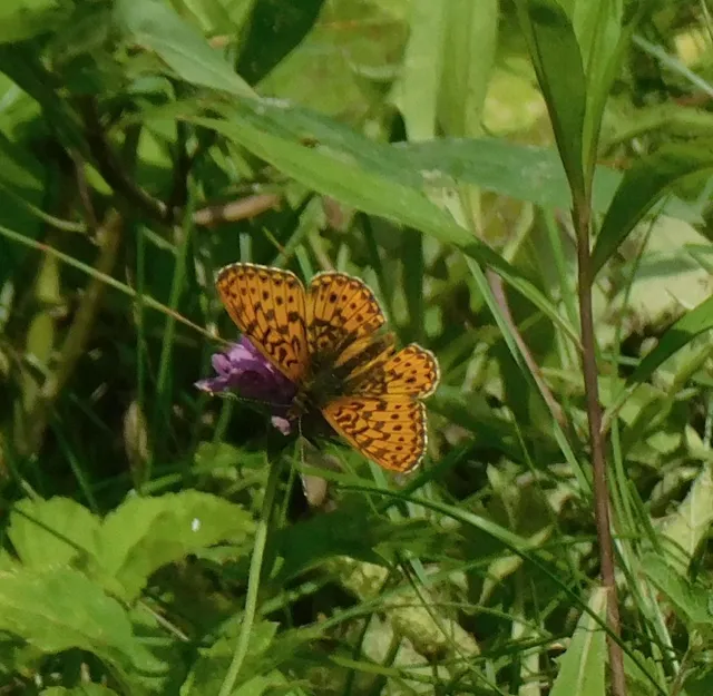 Boloria euphrosyne - árvácska-gyöngyházlepke Boloria euphrosyne - árvácska-gyöngyházlepke
