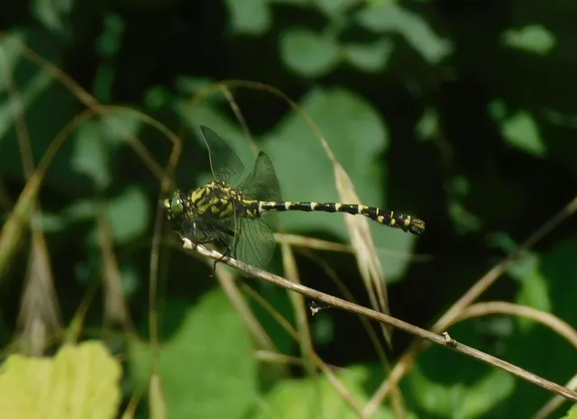Onychogomphus forcipatus - gyűrűs folyami-szitakötő
