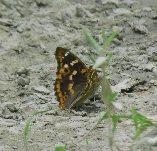 Apatura ilia - kis színjátszólepke