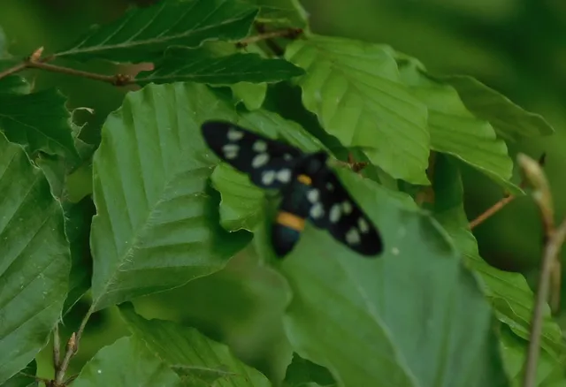Amata phegea - fehérpettyes álcsüngőlepke