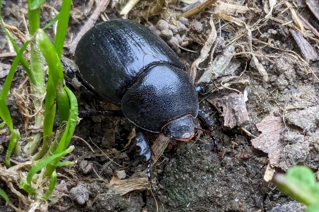 Pentodon idiota - butabogár